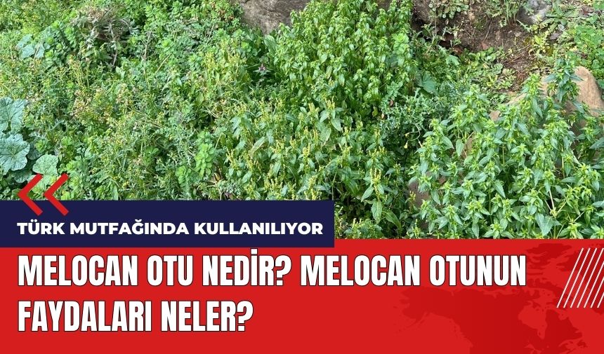 Melocan otu nedir? Melocan otunun faydaları neler?