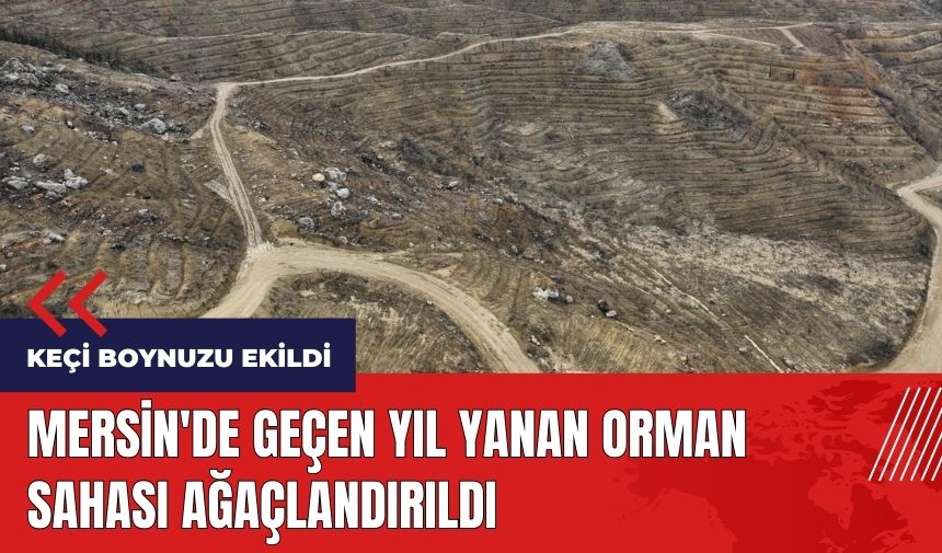 Mersin'de geçen yıl yanan orman sahası ağaçlandırıldı