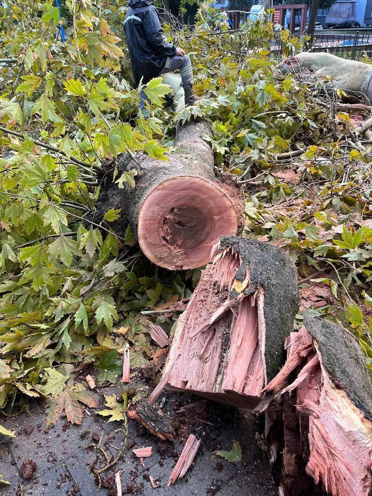 Ölümcül Çınar Kanseri İstanbul'dan Sonra Denizli'de