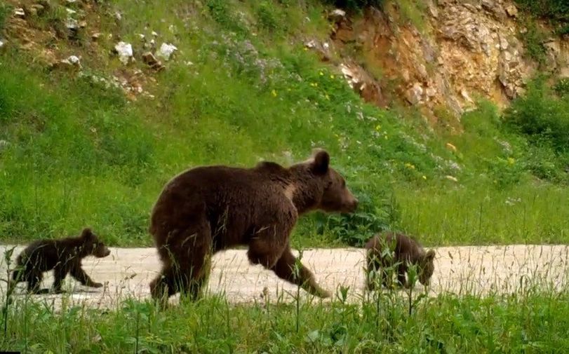 Ormanda bebek var! Yabani yavrular fotokapanlara yakalandı