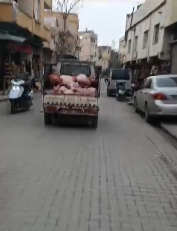 Şanlıurfa’nın Eyyübiye Ilçesinde Sakatatların Kamyonet Kasasında Hijyen Kurallarına Aykırı Şekilde Taşınması Sosyal Medyada Gündem Oldu.df