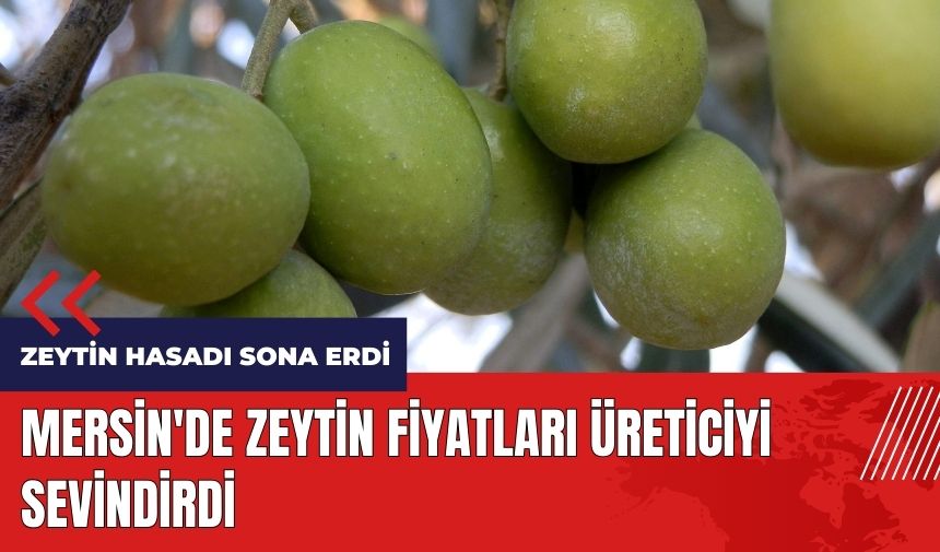 Zeytin hasadı bitti! Mersin'de zeytin fiyatları üreticiyi sevindirdi