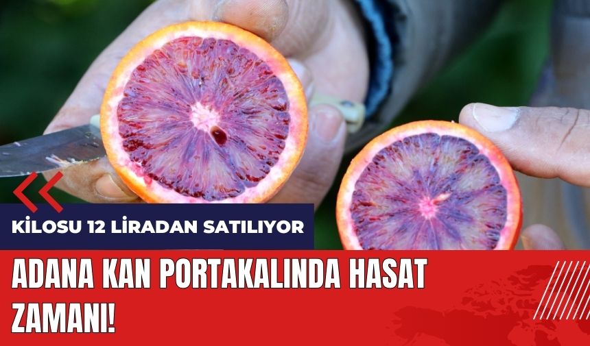 Adana kan portakalında hasat zamanı! Kilosu 12 liradan satılıyor