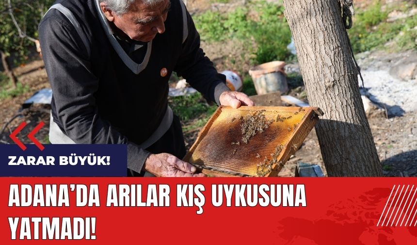 Adana'da arılar kış uykusuna yatmadı! Zarar büyük