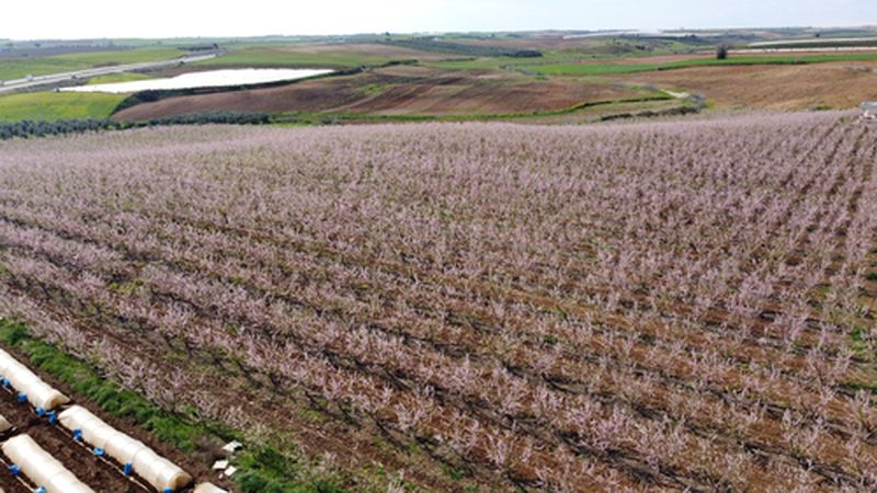 Adana'da Şeftali Ağaçları Erken Çiçek Açtı