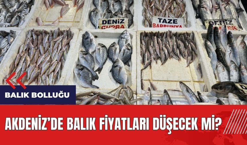 Akdeniz'de balık bolluğu! Balık fiyatları düşecek mi?