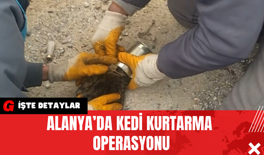 Alanya’da Kedi Kurtarma Operasyonu