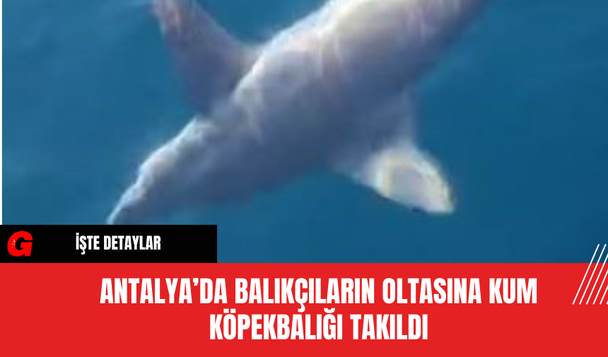 Antalya’da Balıkçıların Oltasına Kum Köpekbalığı Takıldı