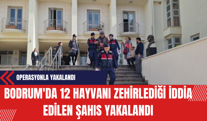 Bodrum'da 12 Hayvanı Zehirlediği İddia Edilen Şahıs Yakalandı