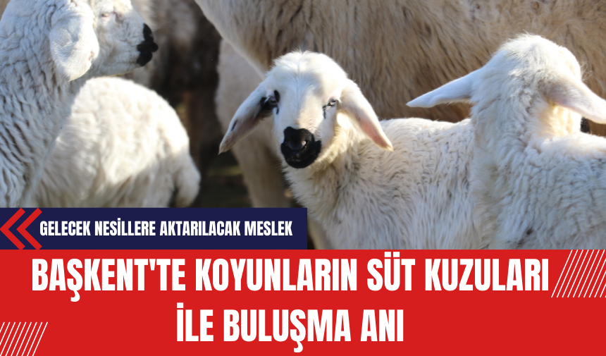 Başkent'te Koyunların Meraya Gitmeden Önce Süt Kuzuları İle Buluşma Anı Görüntülendi