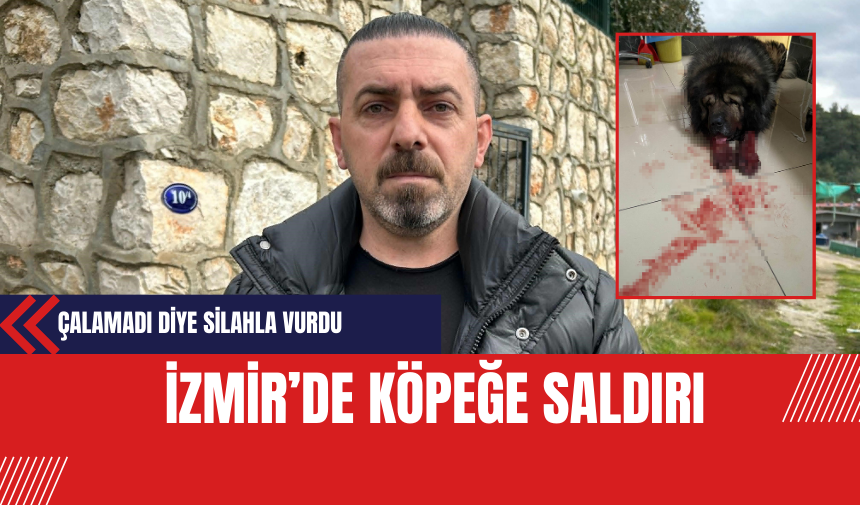 İzmir’de Köpeğe Saldırı:  Çalamadı Diye Silahla Vurdu