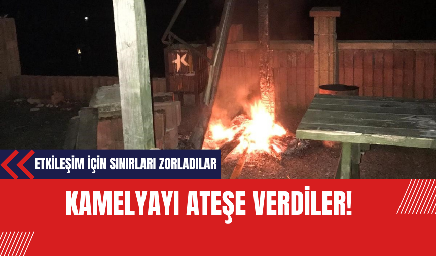 Etkileşim İçin Sınırları Zorladılar! Kamelyayı Ateşe Verdiler