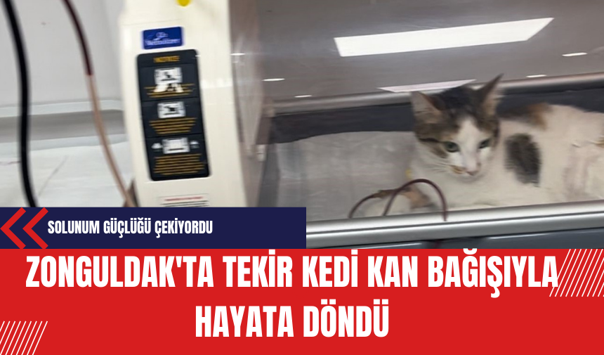 Zonguldak'ta Tekir Kedi Kan Bağışıyla Hayata Döndü