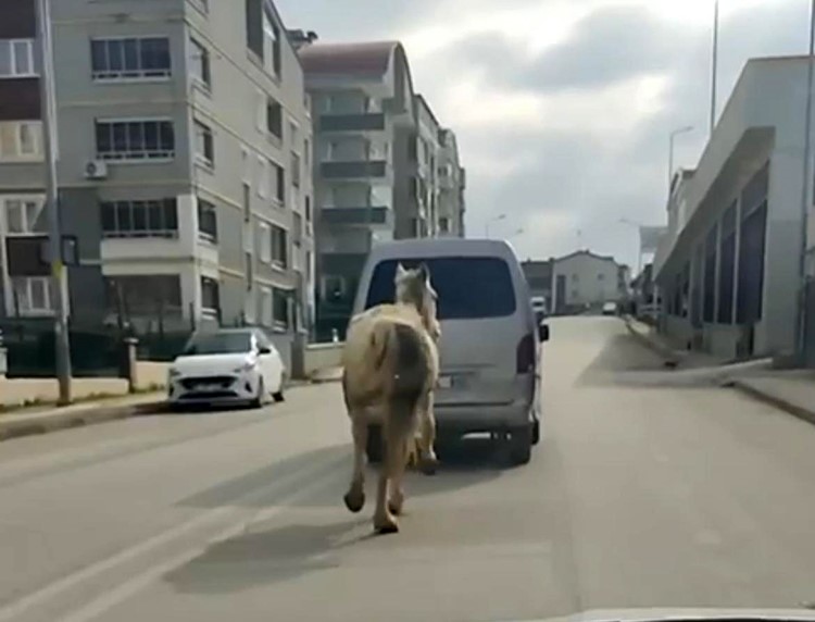 Atı Aracın Arkasına Bağlayıp Koşturdu