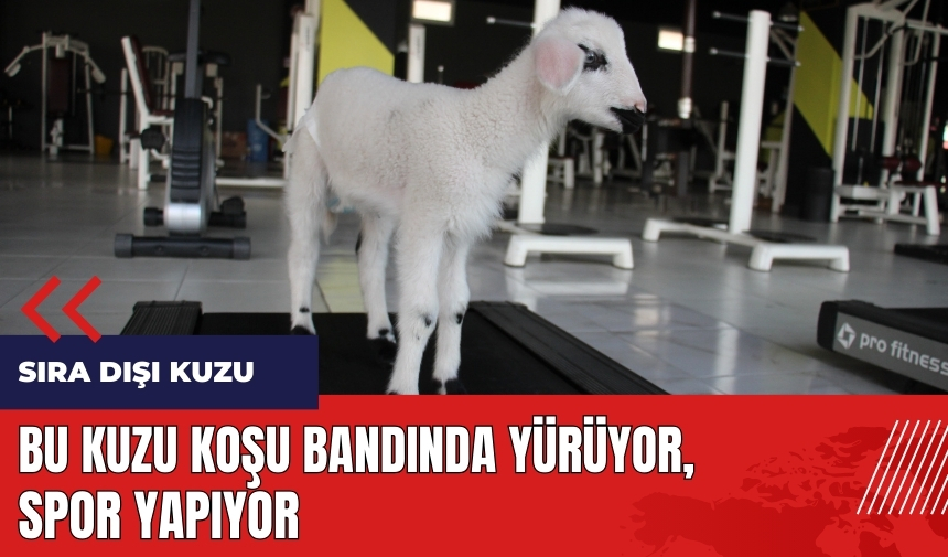 Bu kuzu koşu bandında yürüyor spor yapıyor