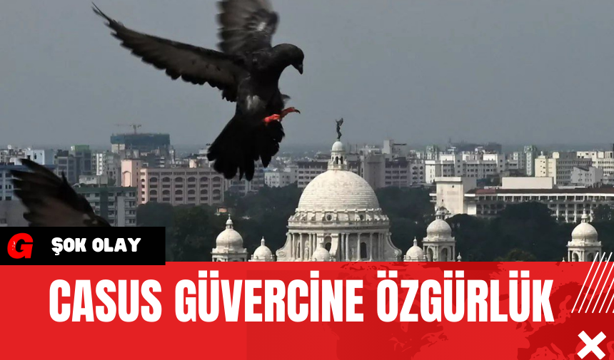 Casus Güvercine Özgürlük