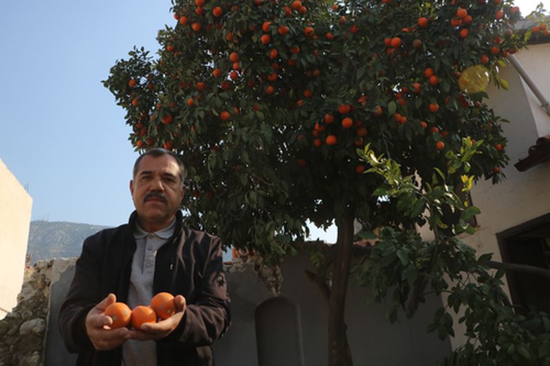 Depremin Ardından Hatay'da Narenciyeler Çürümeye Terk Edildi (4) Result