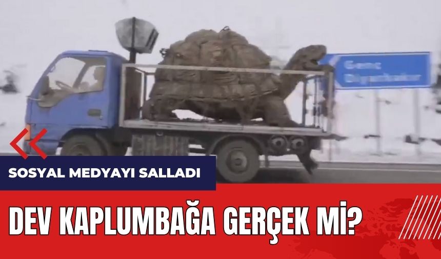 Dev kaplumbağa gerçek mi? Sosyal medyayı salladı