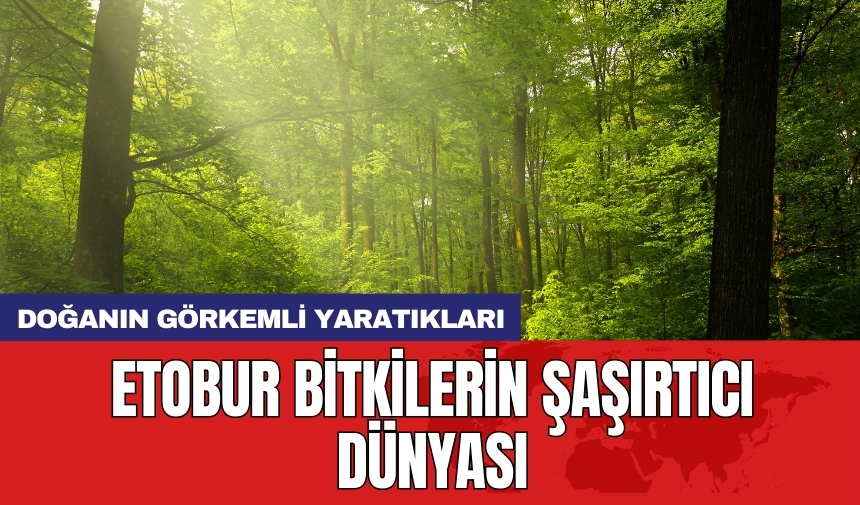 Doğanın görkemli yaratıkları: Etobur bitkilerin şaşırtıcı dünyası