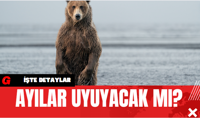 Ayılar Uyuyacak Mı?