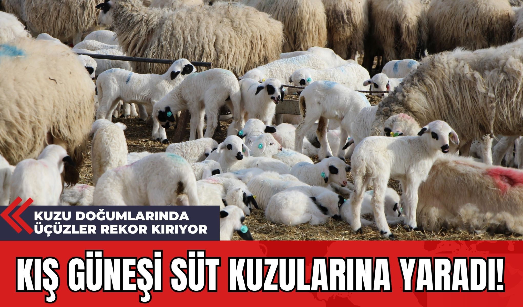 Kış Güneşi Süt Kuzularına Yaradı! Kuzu Doğumlarında Üçüzler Rekor Kırıyor