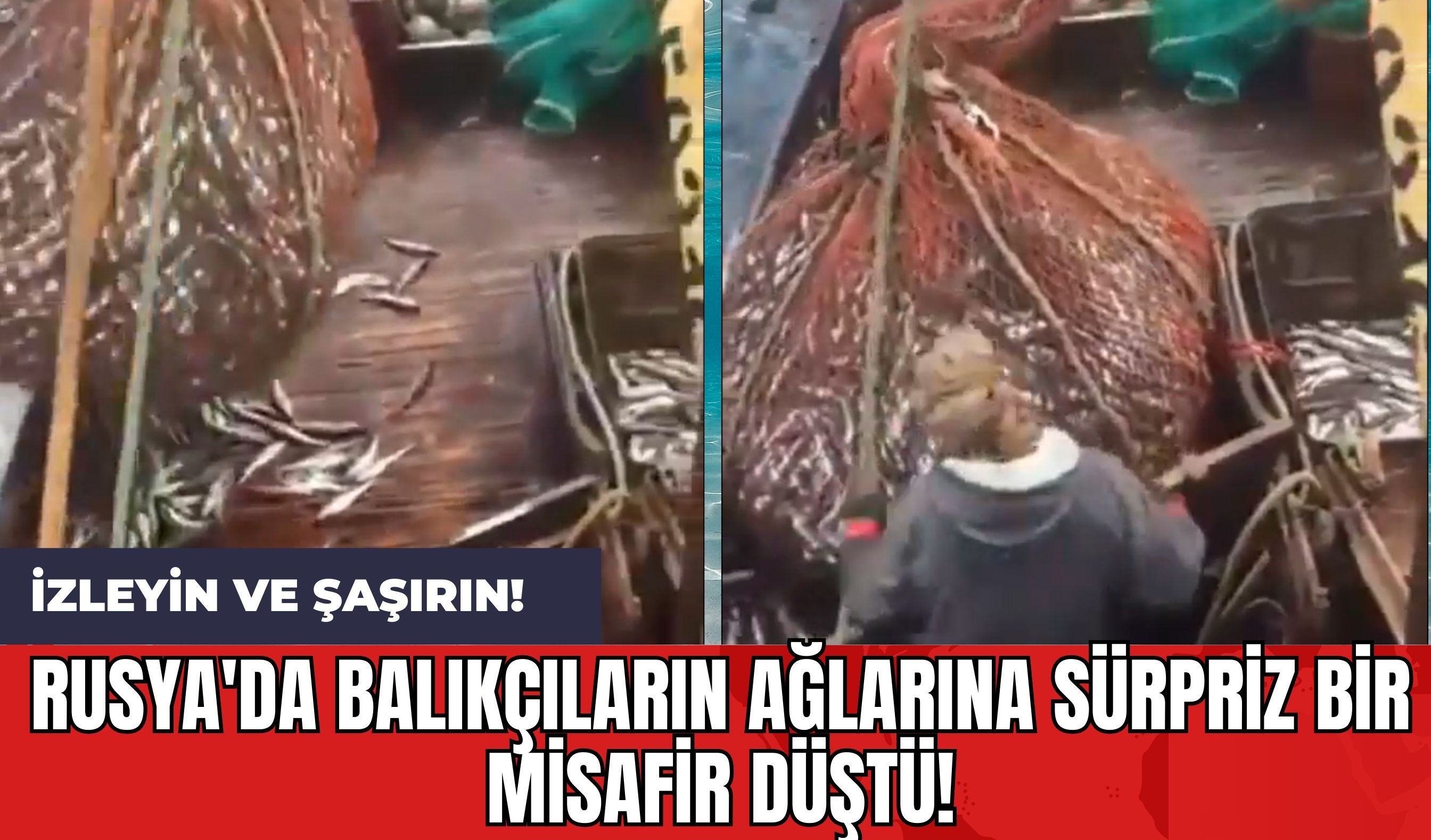 Rusya'da balıkçıların ağlarına sürpriz bir misafir düştü! İzleyin ve şaşırın!