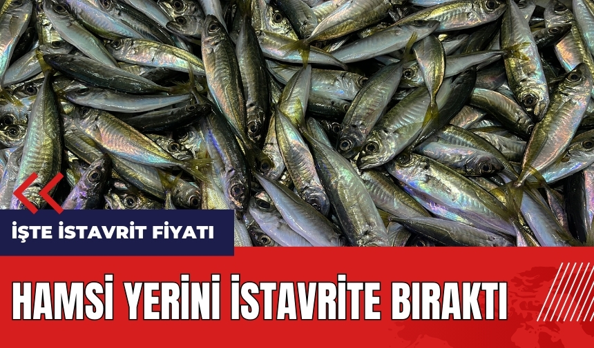 Hamsi yerini istavrite bıraktı! İşte istavrit fiyatı