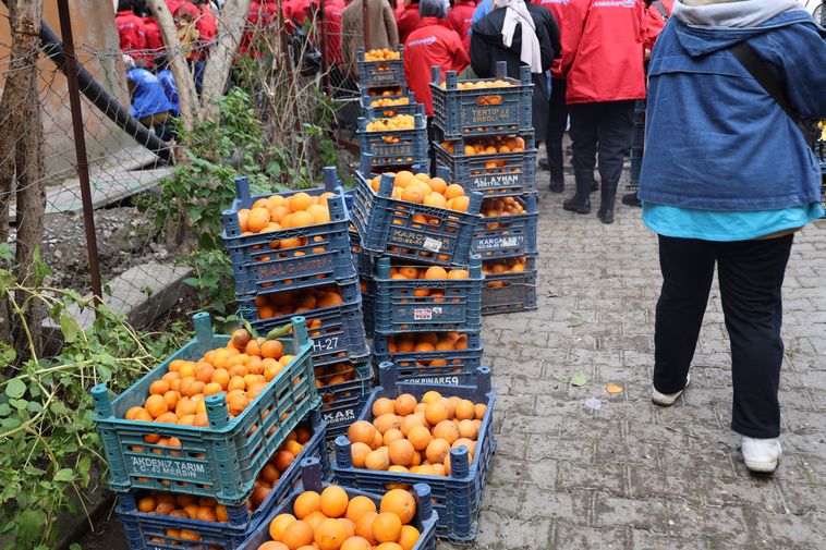 Hatay'da 46 Şehirden Gelen 200 Gönüllü Narenciye Hasadında! 