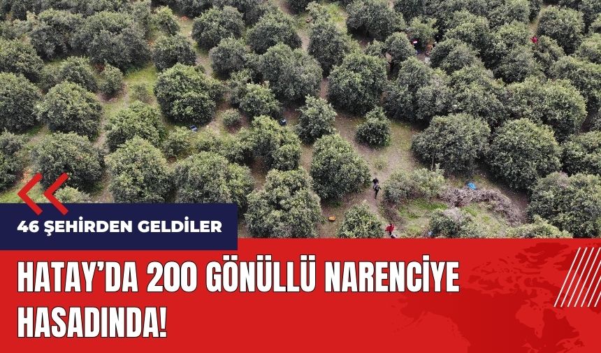 Hatay'da 46 şehirden gelen 200 gönüllü narenciye hasadında!