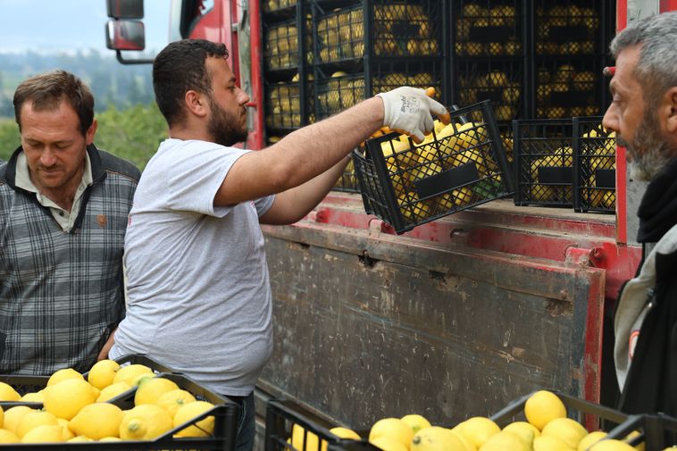 Hatay'da Limon Üreticisine Destek