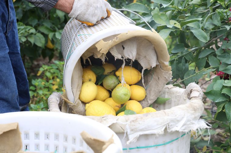 Hatay'da Limon Üreticisine Destek 