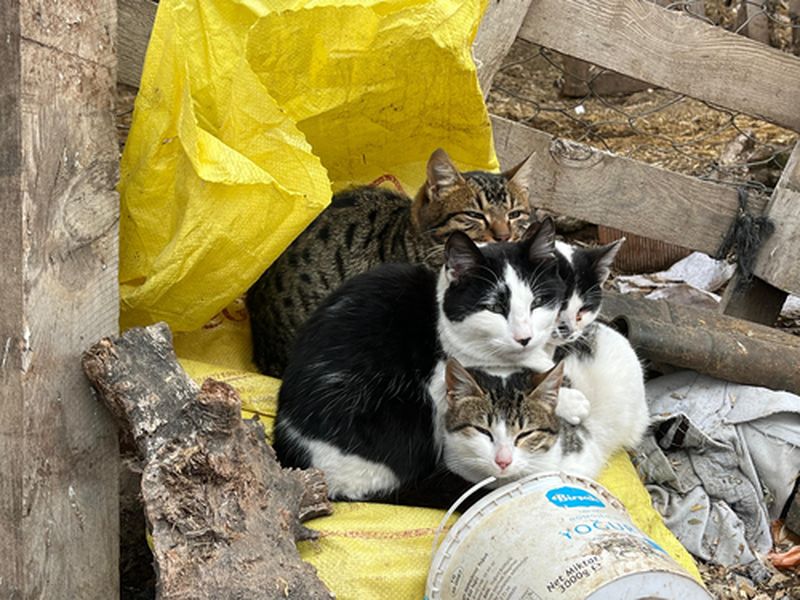 Kardeş Kediler Birbirlerine Sokularak Isınmaya Çalışıyor