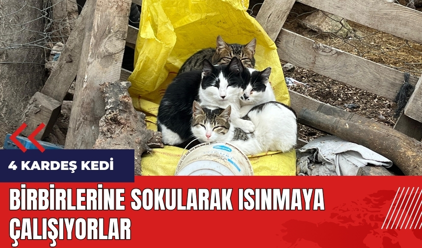 Kardeş kediler birbirlerine sokularak ısınmaya çalışıyor