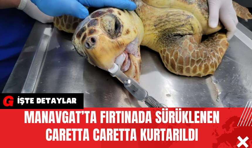 Manavgat’ta Fırtınada Sürüklenen Caretta Caretta Kurtarıldı