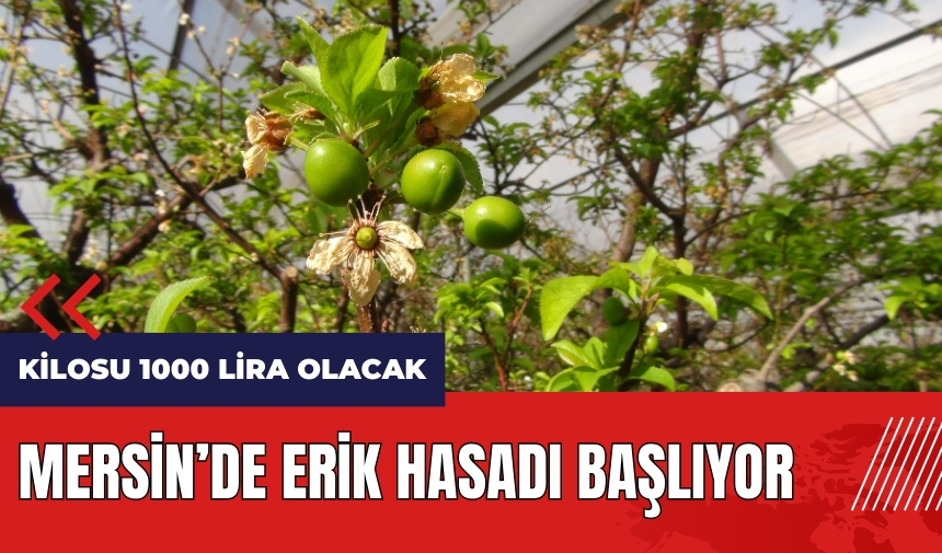 Mersin'de erik hasadı başlıyor! Eriğin kilosu 1000 lira olacak