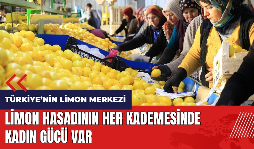 Mersin'de limon hasadının her kademesinde kadın gücü var