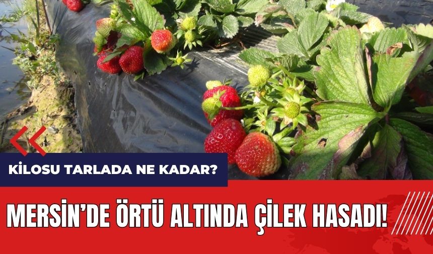 Mersin'de örtü altında çilek hasadı! Çileğin kilosu tarlada ne kadar?