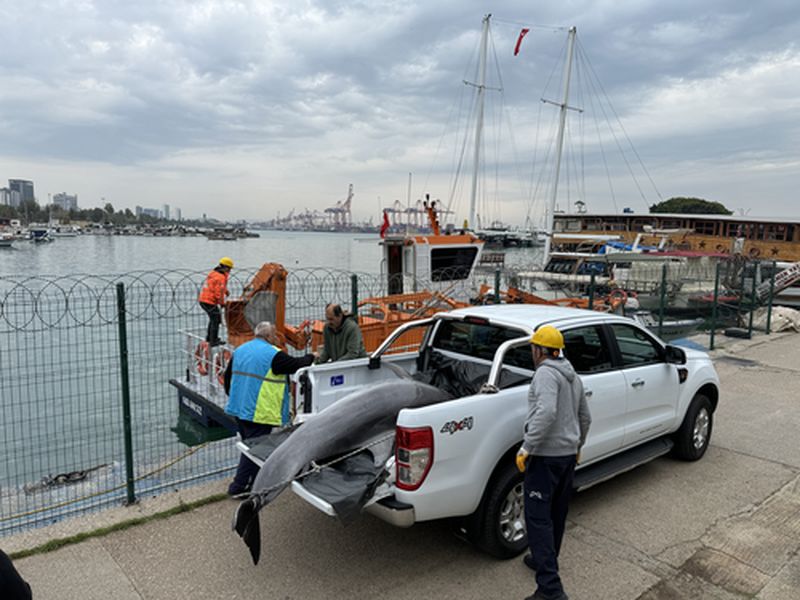 Mersin'de Şişe Burunlu Yunus Ölü Bulundu (2) Result