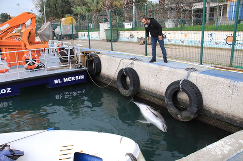 Mersin'de Şişe Burunlu Yunus Ölü Bulundu (4) Result