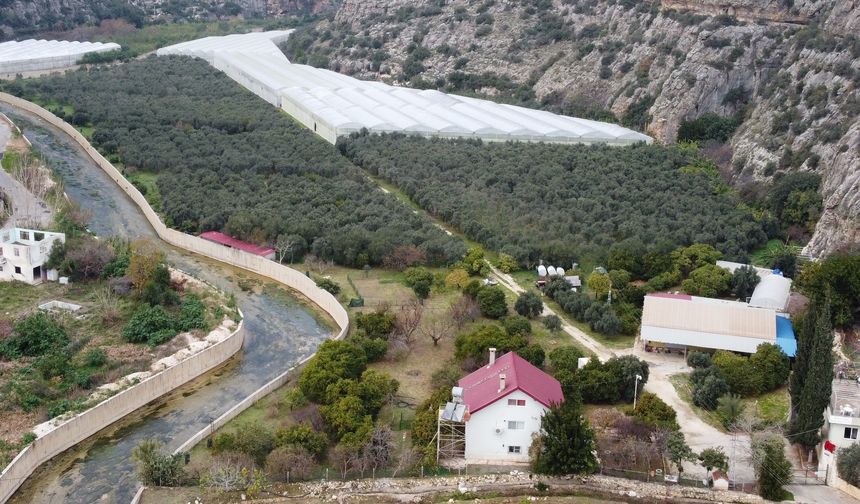 Mersinli Üretici Kahve Ağacından Ilk Ürünleri Aldı 