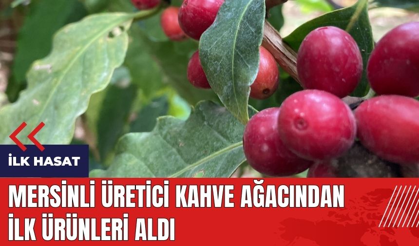 Mersinli üretici kahve ağacından ilk ürünleri aldı