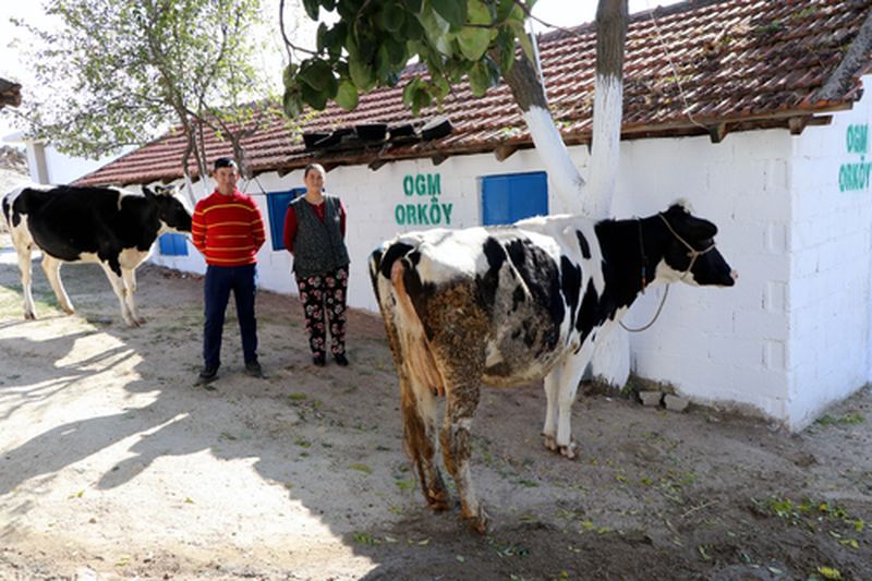 Orköy'den Orman Köylülerine Hibe Ve Faizsiz Kredi Desteği   (5) Result