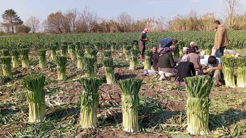 Osmaniye'de Pırasa Üreticileri Isyan Etti! 