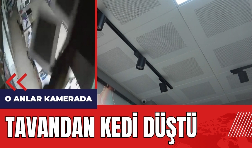 Tavandan kedi düştü!