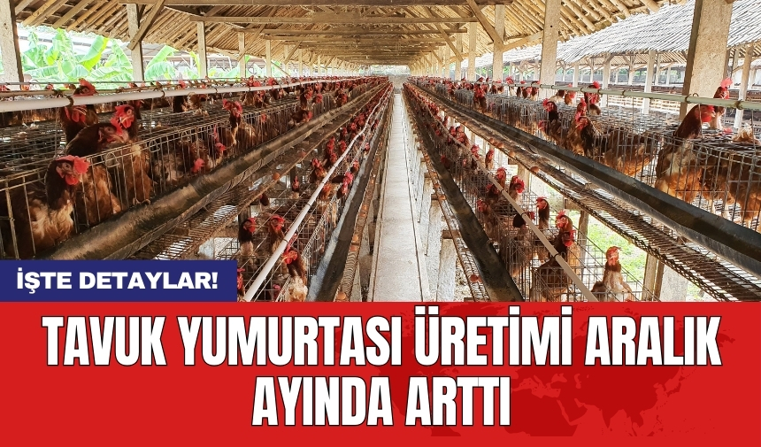 Tavuk yumurtası üretimi aralık ayında arttı