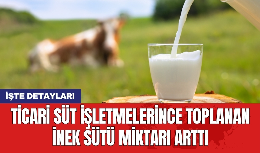 Ticari süt işletmelerince toplanan inek sütü miktarı arttı