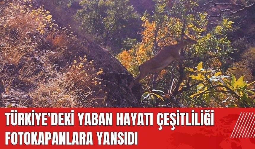 Türkiye'deki yaban hayatı çeşitliliği fotokapanlara yansıdı