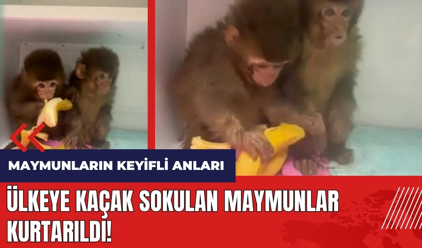 Ülkeye kaçak sokulan maymunlar kurtarıldı! Maymunların keyifli anları kamerada