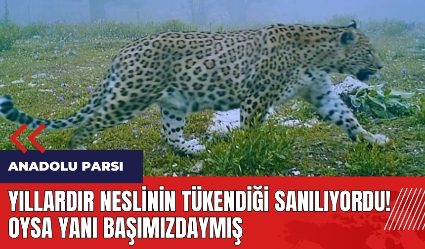 Yıllardır neslinin tükendiği sanılıyordu! Oysa yanı başımızdaymış