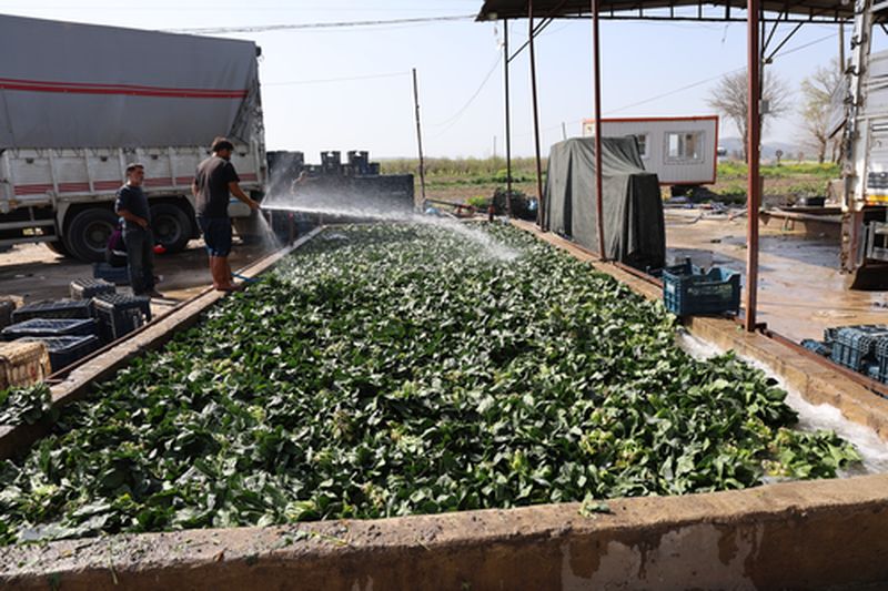 Adana’da Yetişen Turp Pırasa Ve Ispanak Deprem Bölgesine Gidiyor (2) Result